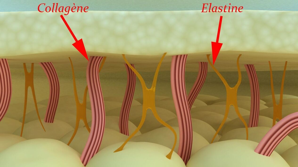 Kolagen i elastin - strukturni proteini kože